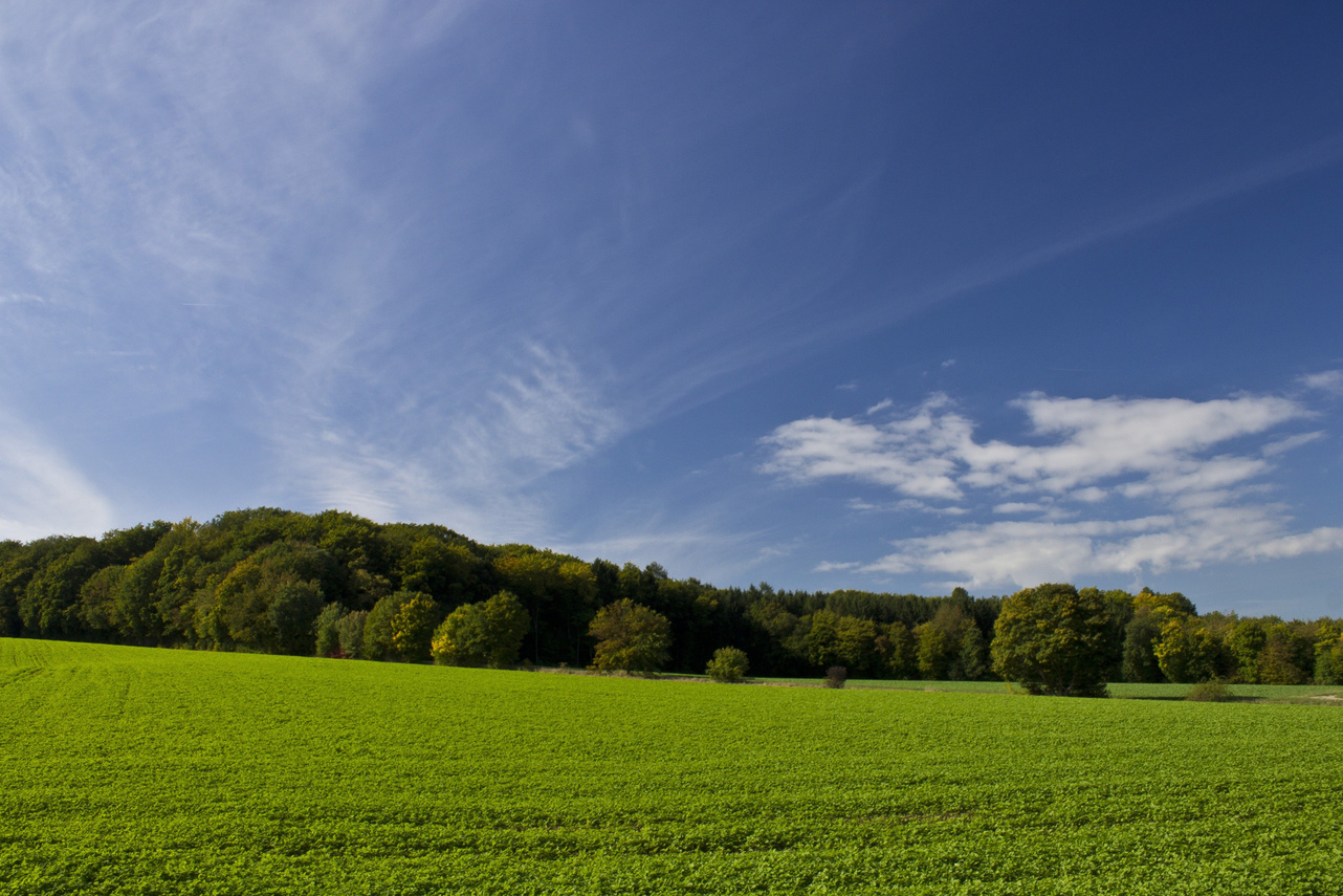 Green Meadow Landscape